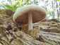 Óriás bocskorosgomba (Volvariella bombycina), Budai-hegység